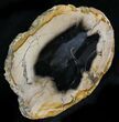 Petrified Wood Round - Sweethome, Oregon #24248-1